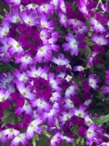 Flores naturales