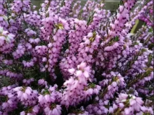 Flores naturales