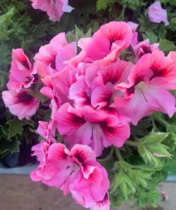 Flores naturales