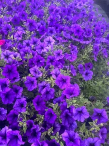 Flores naturales