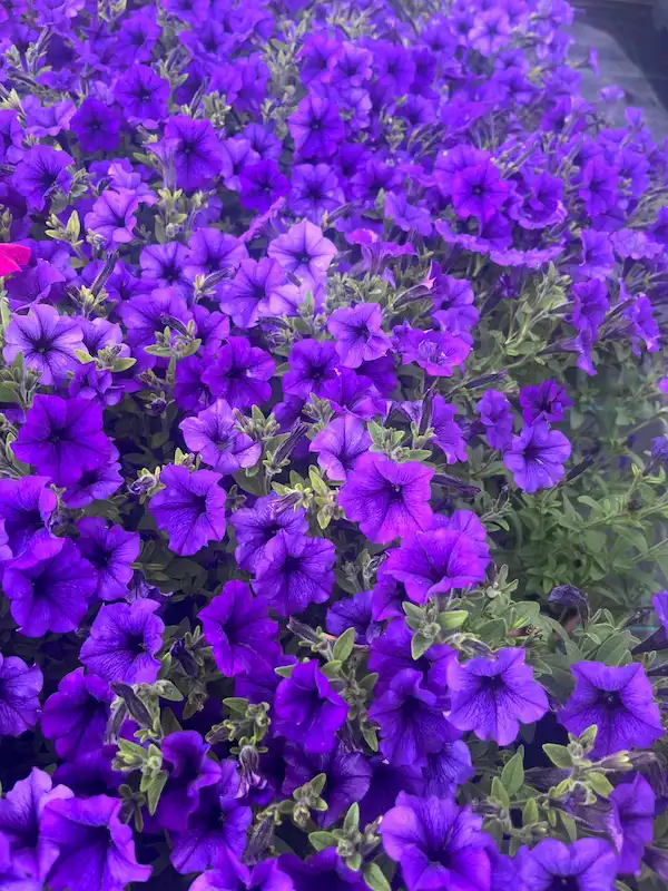 Flores naturales