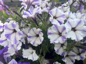 Flores naturales