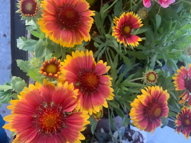 Flores naturales