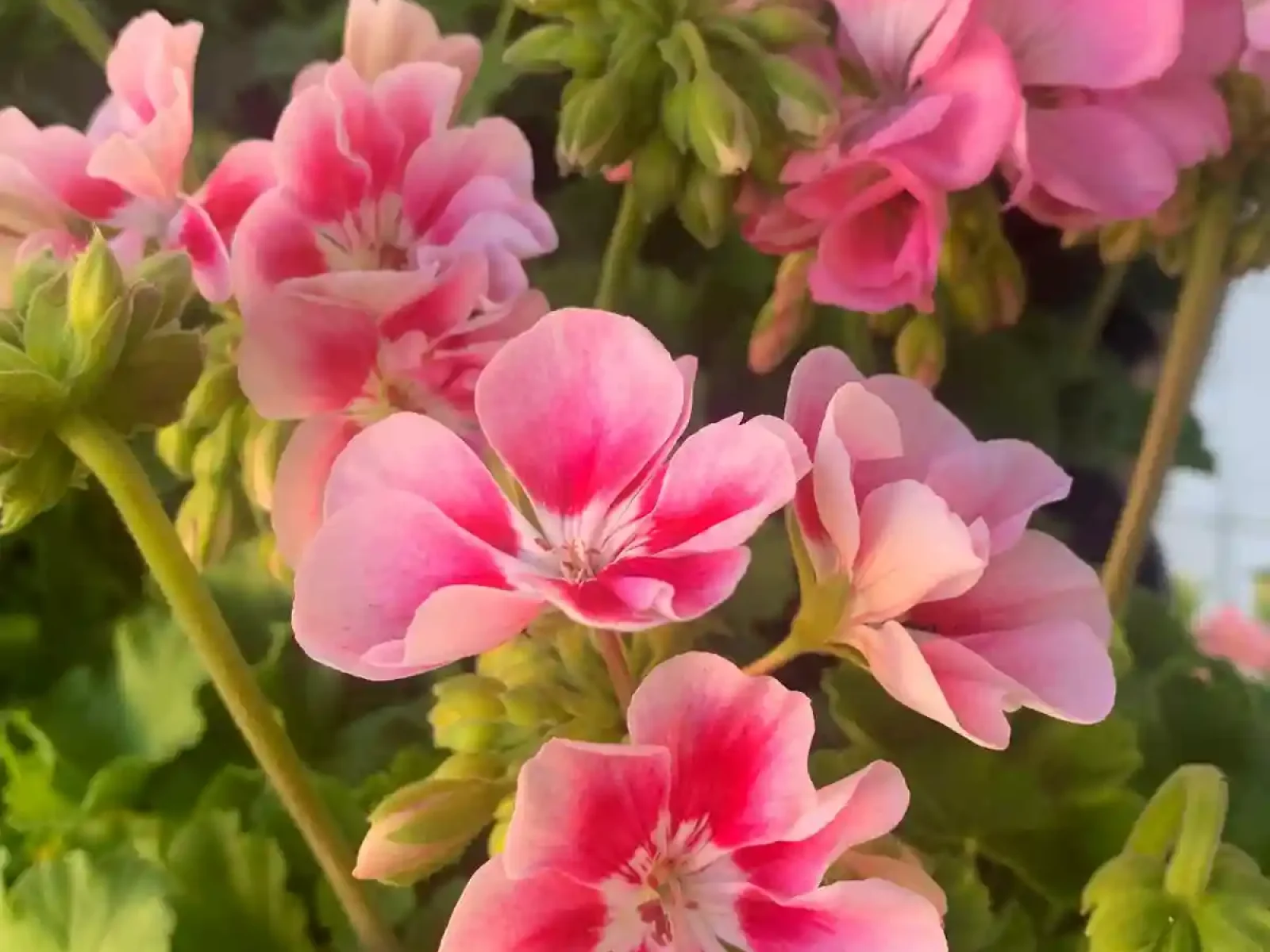 Flores naturales